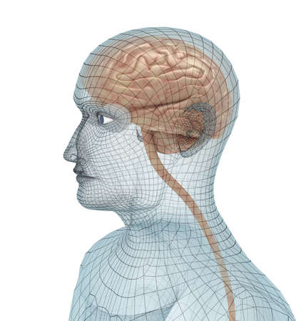 Human brain and body wire model