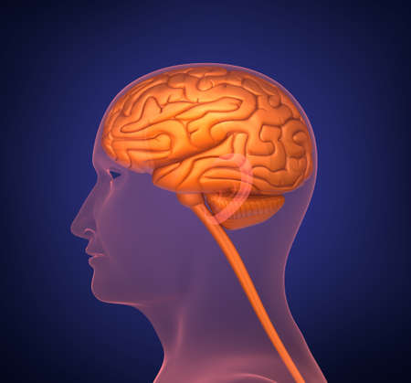 Human brain. Cross section. On dark background