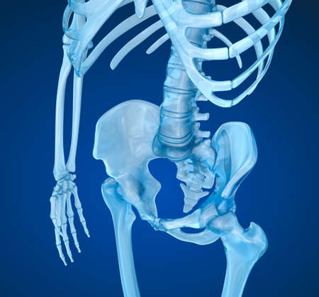 Human skeleton: pelvis and sacrum. Medically accurate 3D illustrationの写真素材