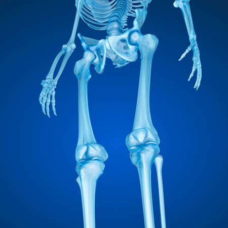 Human skeleton: Knee joint. Medically accurate 3D illustrationの写真素材