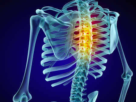 Human skeleton and spine. Xray view. Medically accurate 3D illustrationの写真素材