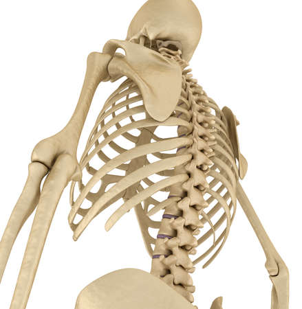 Human skeleton: breast chest. Isolated on white. Medically accurate 3D illustrationの写真素材