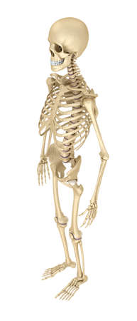 Human skeleton isolated, Medically accurate 3d illustration.の写真素材