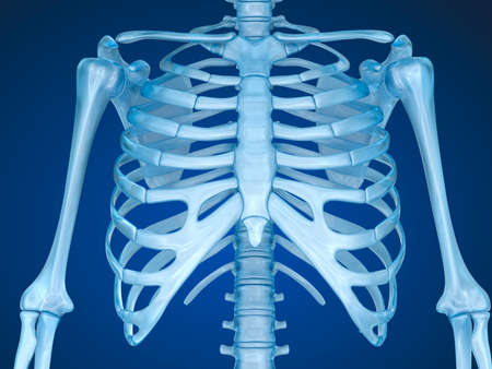 Human skeleton: breast chest. Front view. Medically accurate 3D illustrationの写真素材
