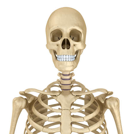 Torso of human skeleton, isolated. Medically accurate 3d illustration.の写真素材