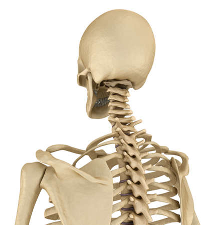 Human skeleton: breast chest. Front view. Medically accurate 3D illustrationの写真素材