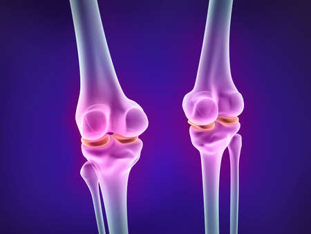 Knee xray view. Medically accurate 3D illustrationの写真素材