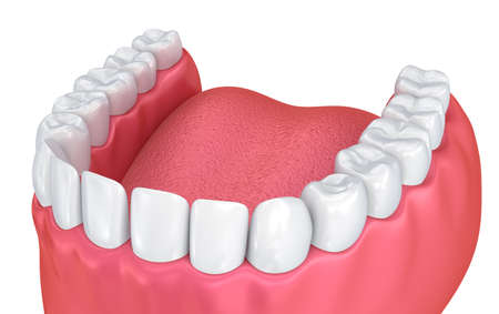 Mouth gum and teeth. Medically accurate tooth 3D illustrationの写真素材