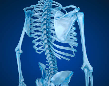 Human skeleton, spine and scapula. Medically accurate 3D illustrationの写真素材