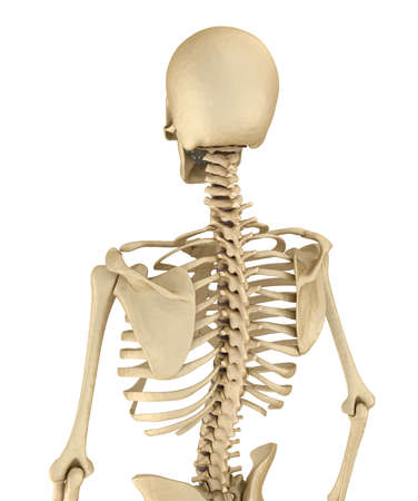 Human skeleton: breast chest. Front view. Medically accurate 3D illustrationの写真素材