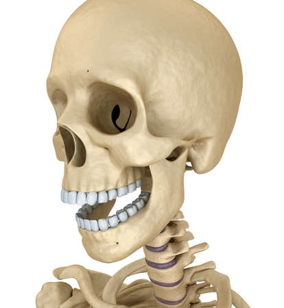 Human skull skeleton, isolated. Medically accurate 3d illustration.の写真素材