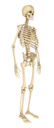 Human skeleton isolated, Medically accurate 3d illustration.の写真素材