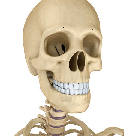 Human skull skeleton, isolated. Medically accurate 3d illustration.の写真素材