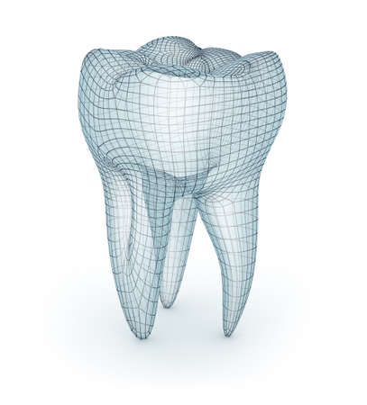 Human molar Tooth, wire model, 3d illustrationの写真素材