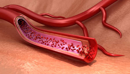 Blood vessel sliced ??macro with erythrocytes, Medically accurate 3D illustration