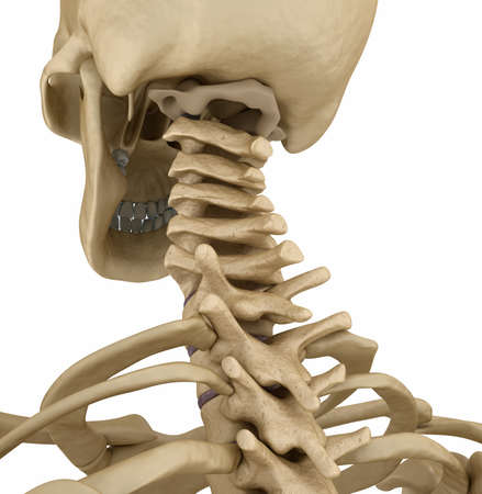 Human skeleton, spine backside view. Medically accurate 3D illustrationの写真素材
