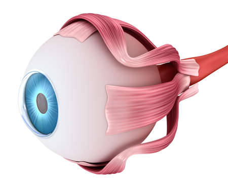 Eye anatomy - inner structure, Medically accurate 3D illustration.の写真素材
