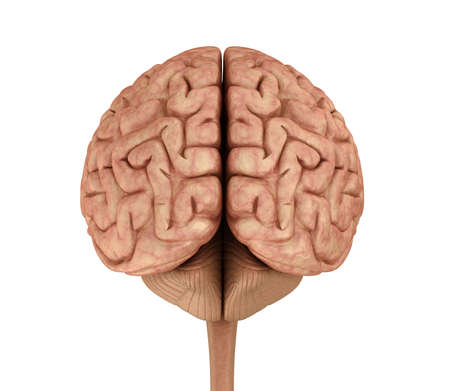 Human brain 3D model, isolated on white. Medically accurate 3D illustration
