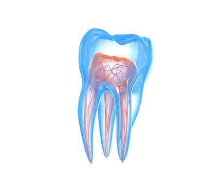 Transparent teeth. 3d renderings of endodontics inner structure over white background