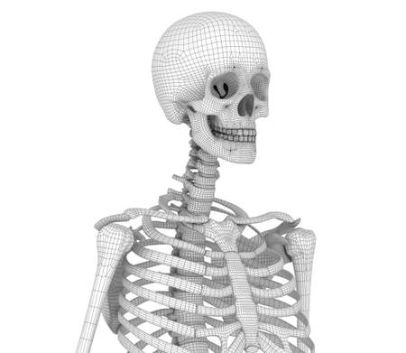 Human skeleton: breast chest.  Medically accurate 3D illustration