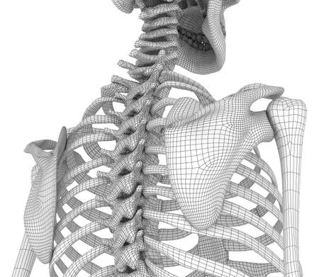 Human skeleton: breast chest. Front view. Medically accurate 3D illustrationの写真素材