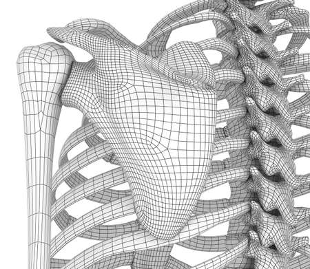 Human skeleton: breast chest. Front view. Medically accurate 3D illustration
