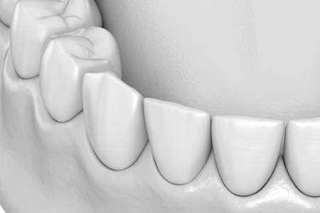 Mandibular human gum and teeth anatomy. Medically accurate tooth 3D illustration