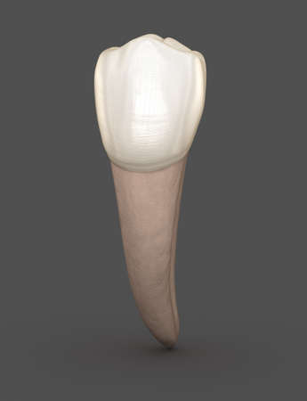 Dental anatomy - Mandibular Second premolar tooth. Medically accurate dental 3D illustration