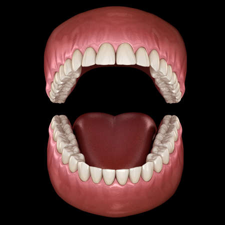 Dental anatomy - Opened Dentures. Medically accurate dental 3D illustrationの写真素材