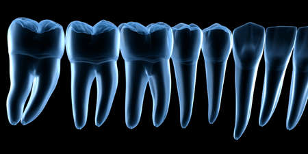 Dental Anatomy of mandibular human gum and teeth, x-ray view. Medically accurate tooth 3D illustrationの写真素材