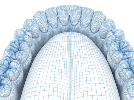 Morphology of mandibular human gum and teeth. Wire 3d model illustrationの写真素材