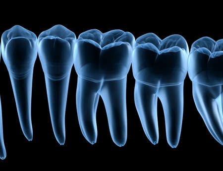Dental Anatomy of mandibular human gum and teeth, x-ray view. Medically accurate tooth 3D...