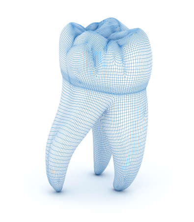 Morphology of First maxillary molar tooth.  Wired 3d illustrationの写真素材