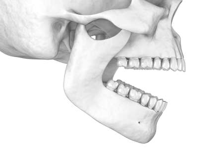 Human white scull. 3D illustrationの写真素材
