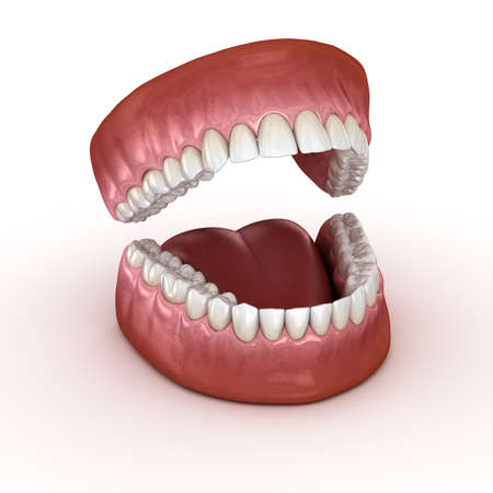 Dental anatomy - Opened Dentures. Medically accurate dental 3D illustration