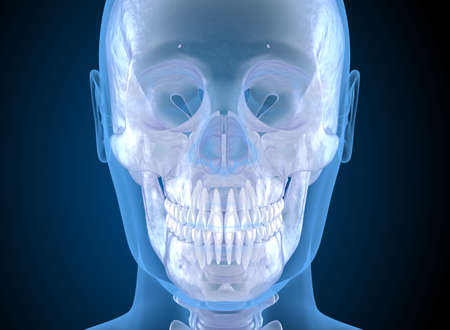 Human head in xray view. Medically accurate 3D illustrationの写真素材