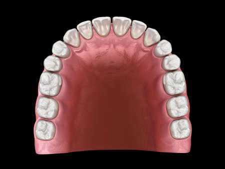 U-shape ovoid arch form of maxilla. Medically accurate tooth 3D illustration
