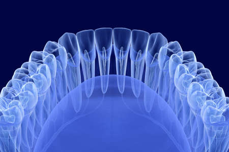 Teeth root anatomy, Xray view. Medically accurate dental 3D illustrationの写真素材