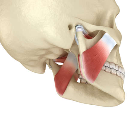 TMJ: The temporomandibular joints and muscles. Medically accurate 3D illustration.の写真素材