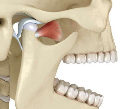 TMJ: The temporomandibular joints. Healthy occlusion anatomy. Medically accurate 3D illustration of human teeth and dentures conceptの写真素材