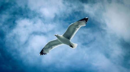 A seagull flies in the blue sky