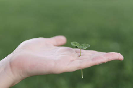 The hand of a woman in the foreground holds a plantの写真素材