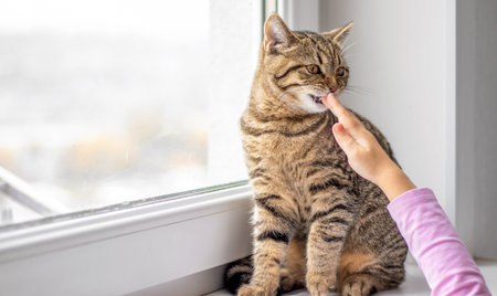 tabby cat kitty on window sill hidden over curtains little girl hand child kid touching pussycat muzzle.cat kissing touching window glass hunting pose looking outside outdoor apartの写真素材