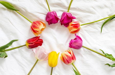 colorful tulips flowers in circle or in row on white bed blanket mock up free advertising space for text.women mother international day march 8th empty space in middleの写真素材