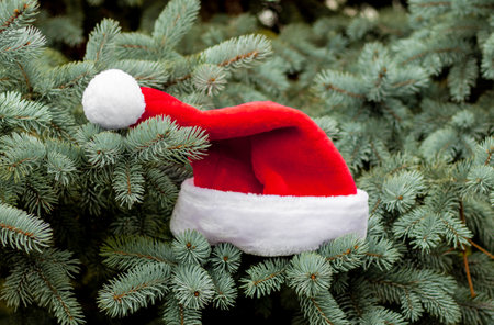 santa claus red color hat cap hanged from natural fir tree pine cone branches outside garden forest park.merry christmas happy new year minimalism concept.evergreenの写真素材