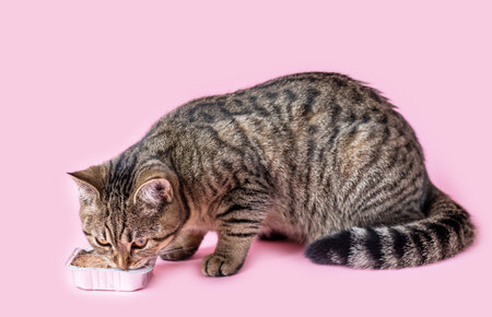 tabby cat eating wet food from foil aluminium container isolated on pink background from woman owner girl handbirthday candle, glass with rose wine adorable female cat licking muzzle lips tongue outの写真素材