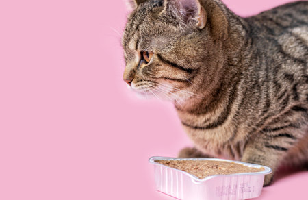 tabby cat eating wet food from foil aluminium container isolated on pink background from woman owner girl handbirthday candle, glass with rose wine adorable female cat licking muzzle lips tongue outの写真素材