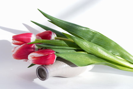 tulips composition in small vase or in pink circle one or more flowersの写真素材