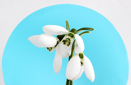 first forest flowers snowdrops bouquet in blue circle round or wedding chiffon