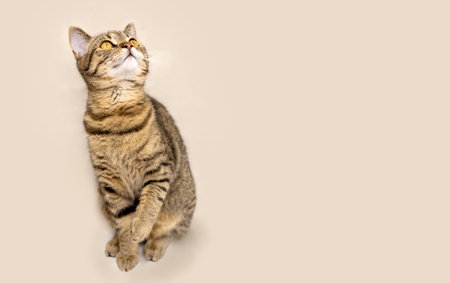 portrait of cute tabby female cat kitty in bathroomの写真素材